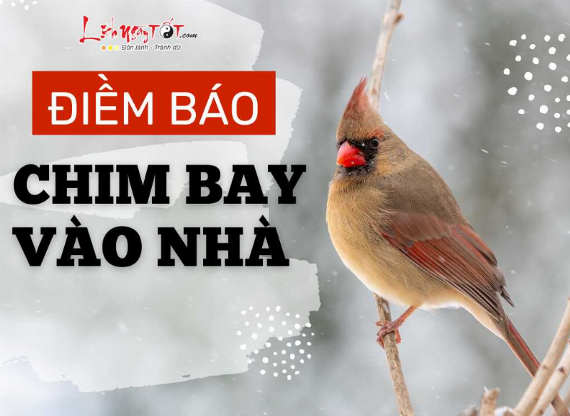 Xử lý khi chim bay vào nhà