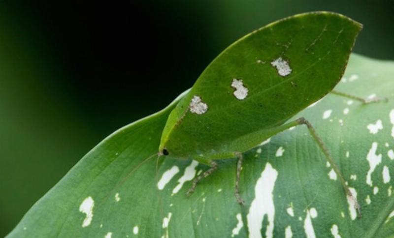 Bọ ngựa màu nâu ngụy trang trên cây