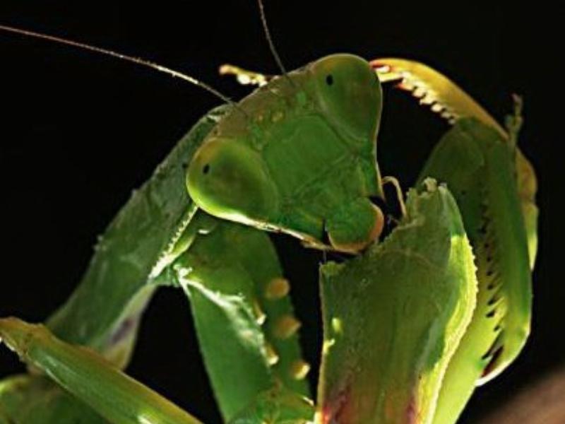 Bọ ngựa màu nâu săn mồi