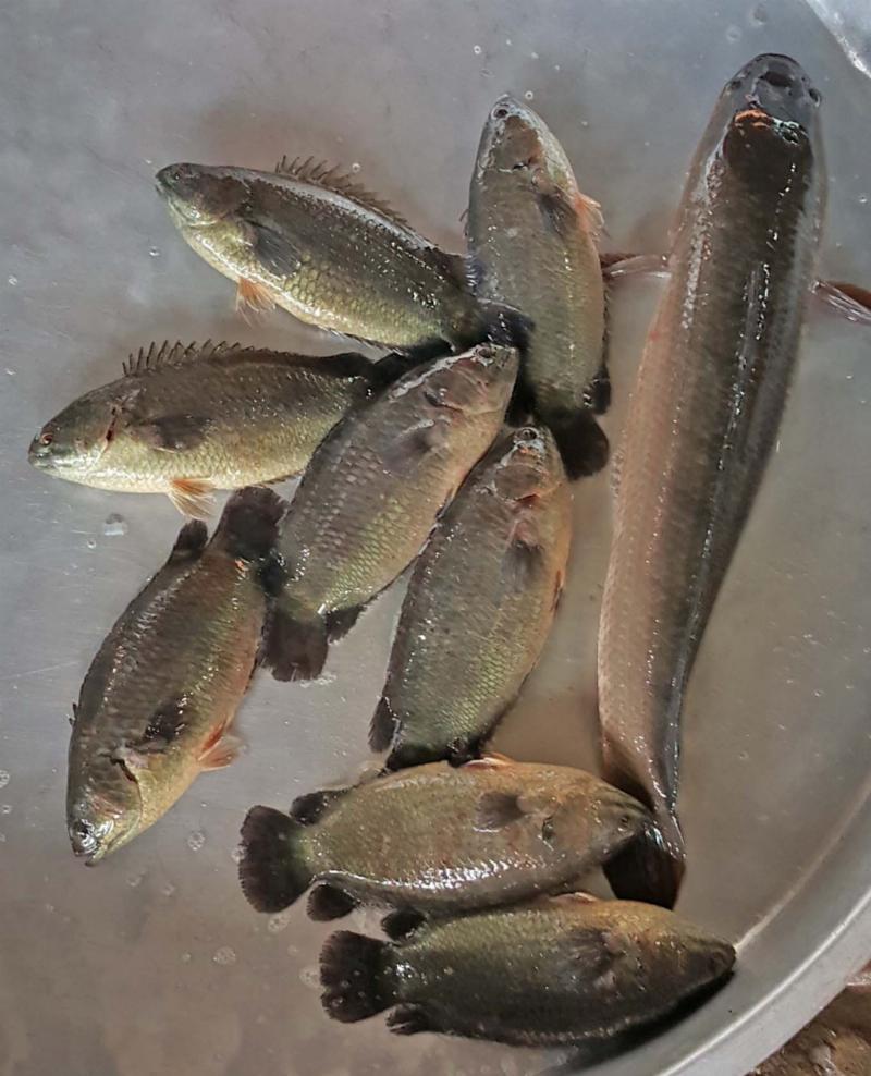 Cá rô đồng vào nhà là điềm gì?