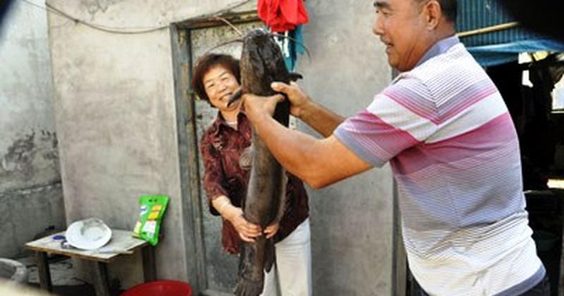 Cá trê vào nhà là điềm gì?