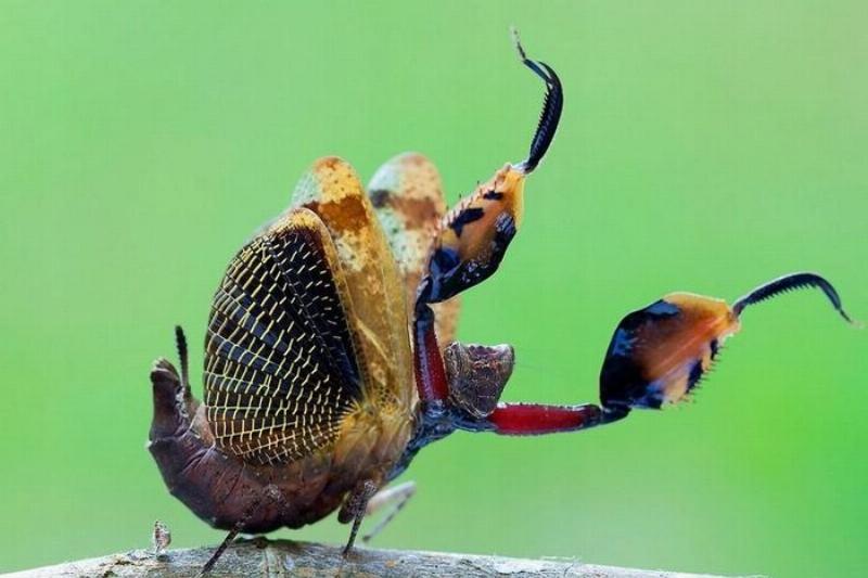 Các loài bọ ngựa khác nhau