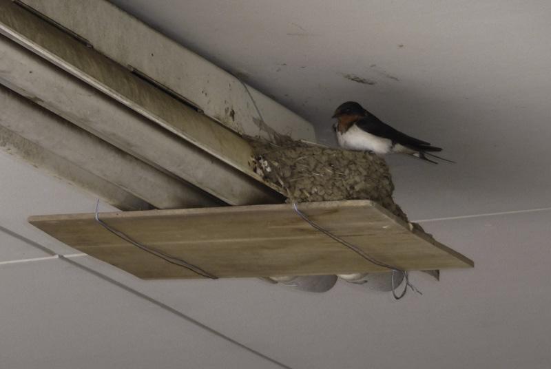 Chim bồ câu làm tổ trong nhà là điềm gì?