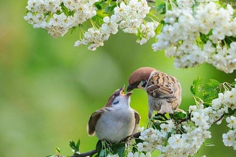 Chim én bay vào người: Tin vui sắp đến?