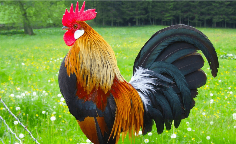 Đặc điểm tính cách người sinh năm 69