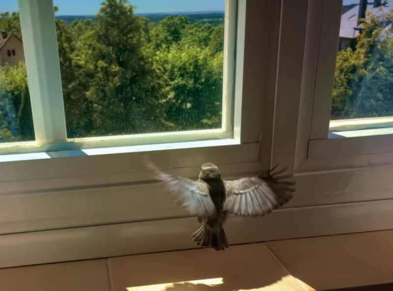 Chim Bay Vào Nhà Bạn Đêm: Là Điềm Gì? 4 Giải mã chim bay vào nhà ban đêm