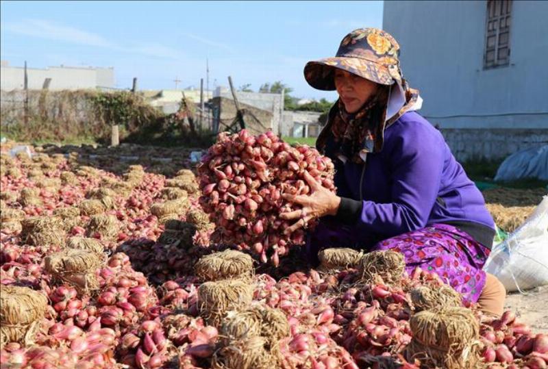 Kỳ Vọng Tết 2025