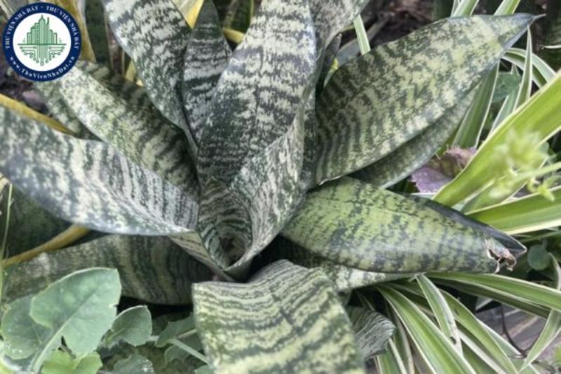 Mèo Vào Nhà Tốt Hay Xấu: Giải Mã Điềm Báo Dân Gian 4 Mèo ngủ trong nhà có năng lượng tốt