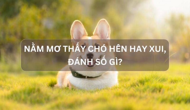 Mơ thấy chó con vào nhà: Niềm vui sắp đến