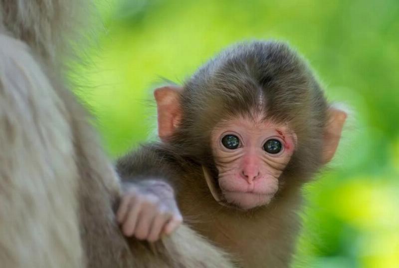 Năm 2028 là năm con Rồng, mệnh Mộc