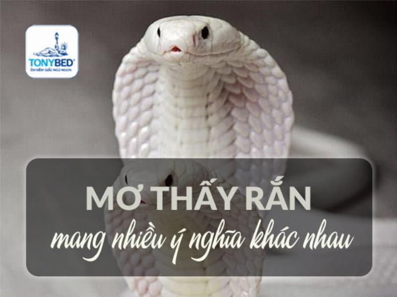 Nằm mơ thấy nhiều rắn nhỏ bò lúc nhúc