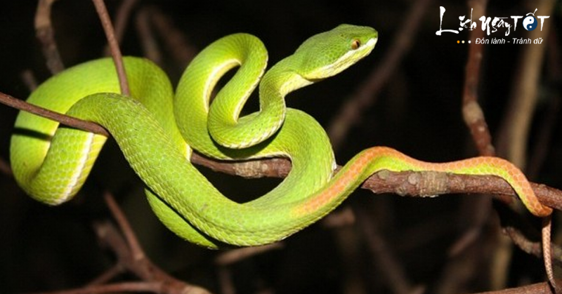 Nằm mơ thấy rắn nhỏ quấn quanh người