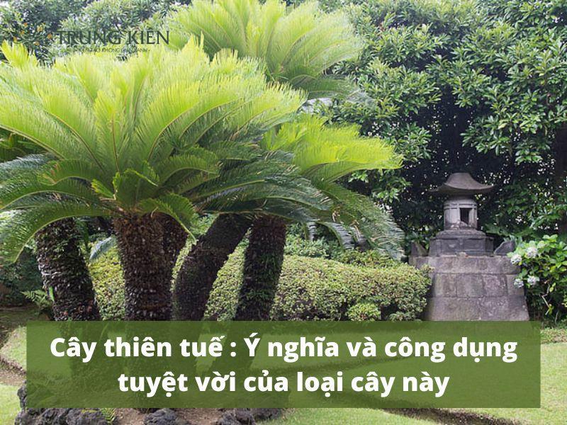 Thiên tuế và tài lộc