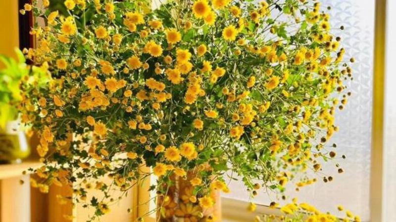 Tử vi ngày mới Thiên Tuệ Bảo Bình