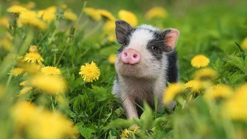 Tuổi Quý Hợi 1983 hợp với tuổi nào