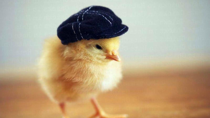 2025 Tuổi Dậu 2005 Hợp Màu Gì? 3 Kết hợp màu sắc cho tuổi Dậu 2005