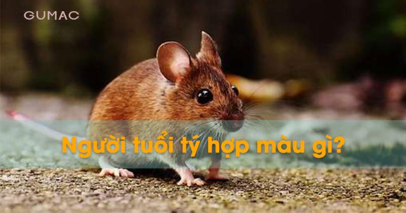 Phối màu hợp tuổi Tý 1984