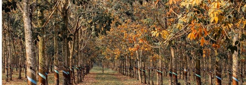 Biển Số Xe 93 Ở Tỉnh Nào? 4 Vườn cao su bạt ngàn tại Bình Phước