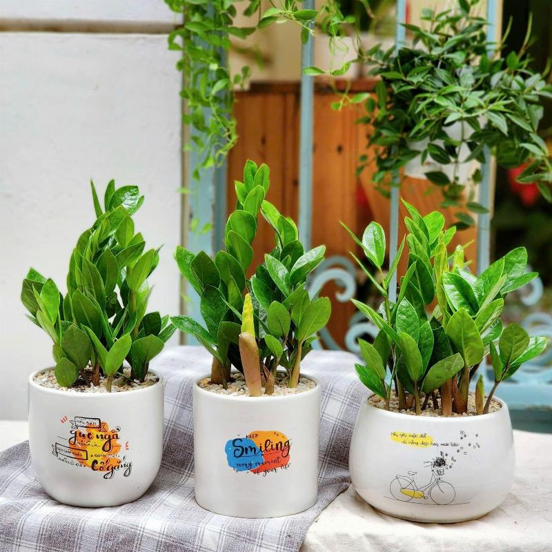 Cây Kim Tiền Mệnh Mộc