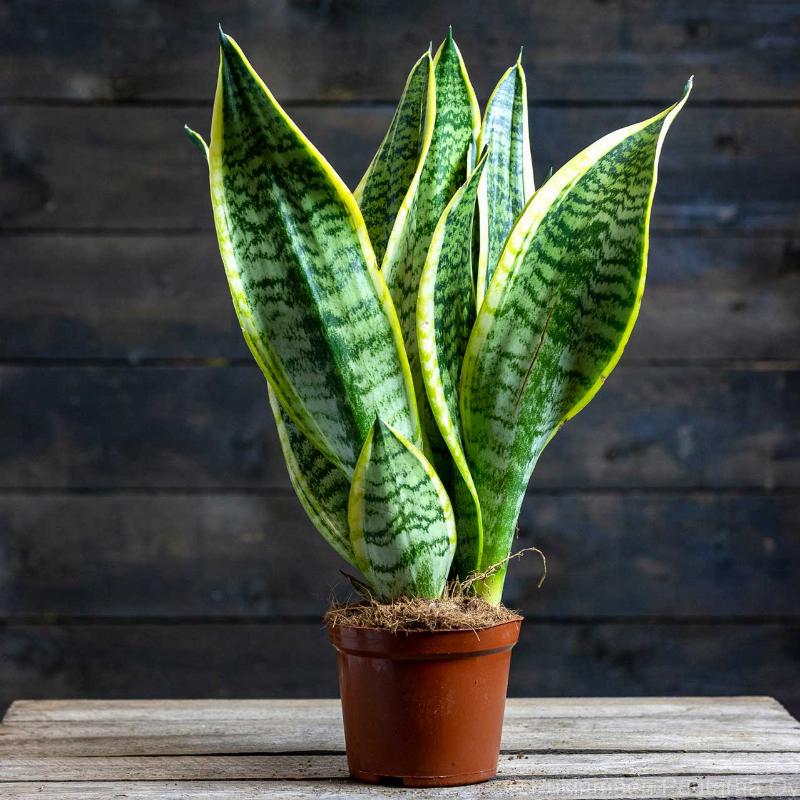 Cây Phong Thủy Trong Nhà Phổ Biến