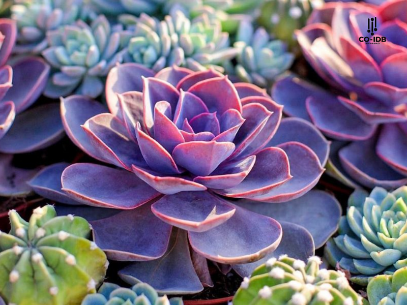 Cây Trang Trí Văn Phòng Mệnh Mộc