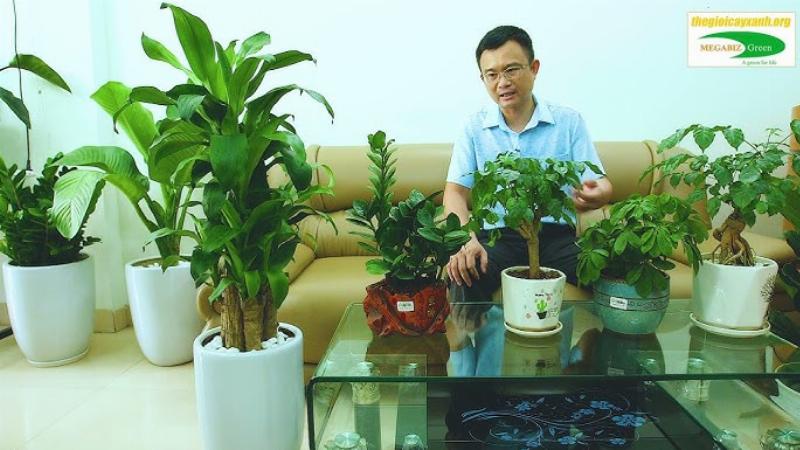 Mệnh Mộc Nên Trồng Cây Gì Trước Nhà? 2 Cây xanh hợp mệnh Mộc trước nhà