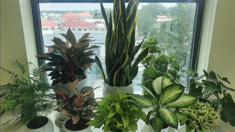 Chăm Sóc Cây Phong Thủy Trong Nhà