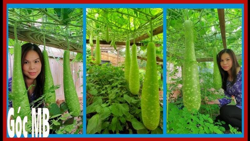 Chăm Sóc Cây Trồng Ban Công: Tưới Nước Đúng Cách