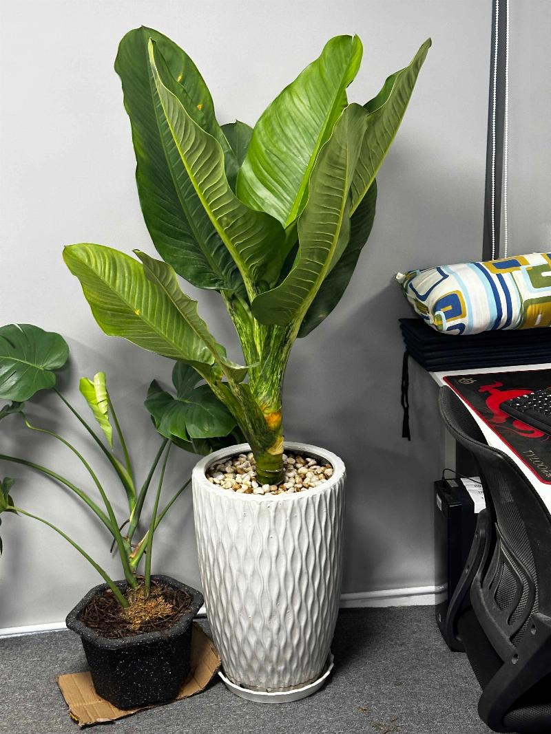 Chậu Cây Màu Xanh Lá Mệnh Mộc