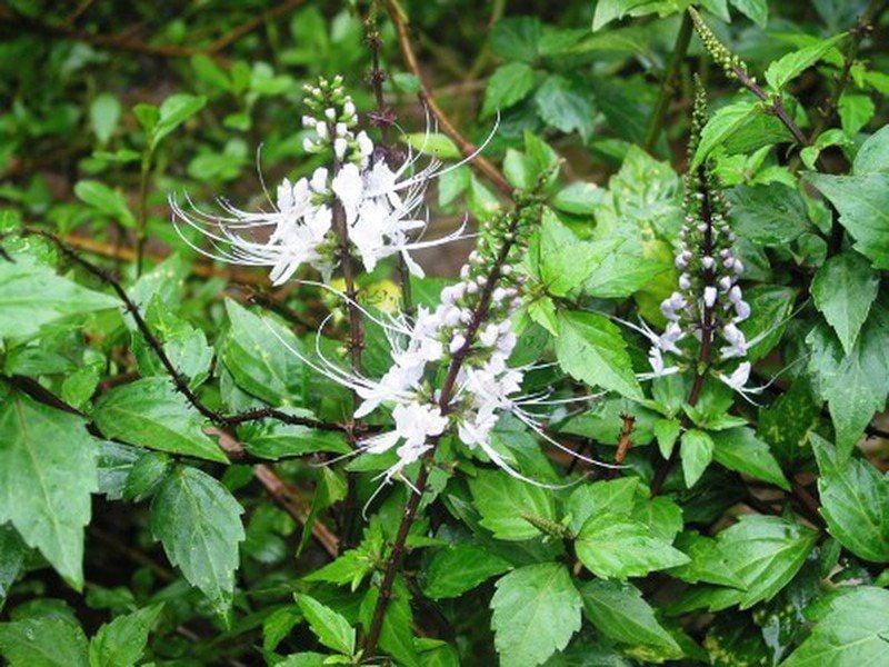 Nguyên Nhân Gây Râu Mèo Trên Mặt Nữ