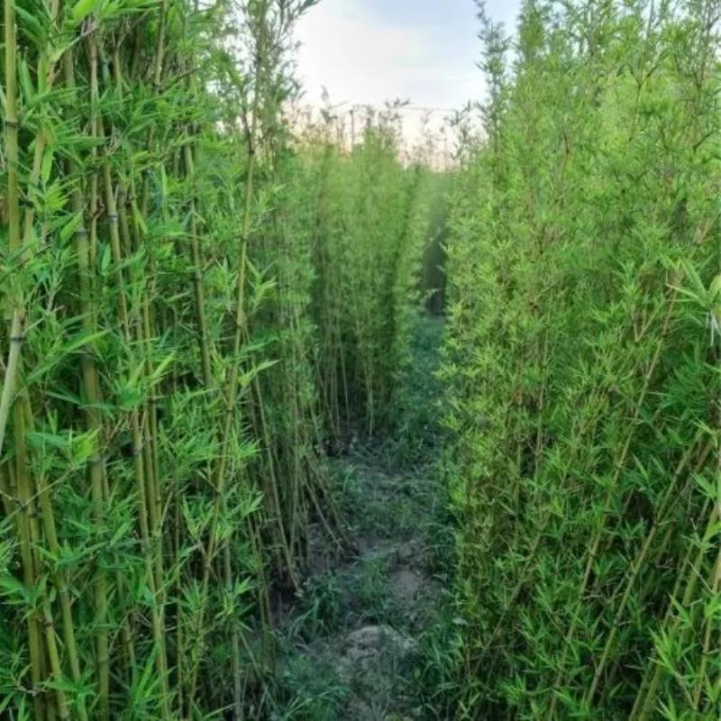 Cây Để Bàn Văn Phòng: Thổi Làn Gió Mới Cho Không Gian Làm Việc 2 Tạo không gian xanh với cây để bàn