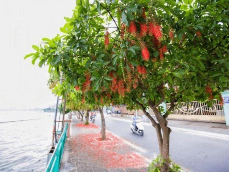 Cây lộc vừng nở hoa rực rỡ trước nhà