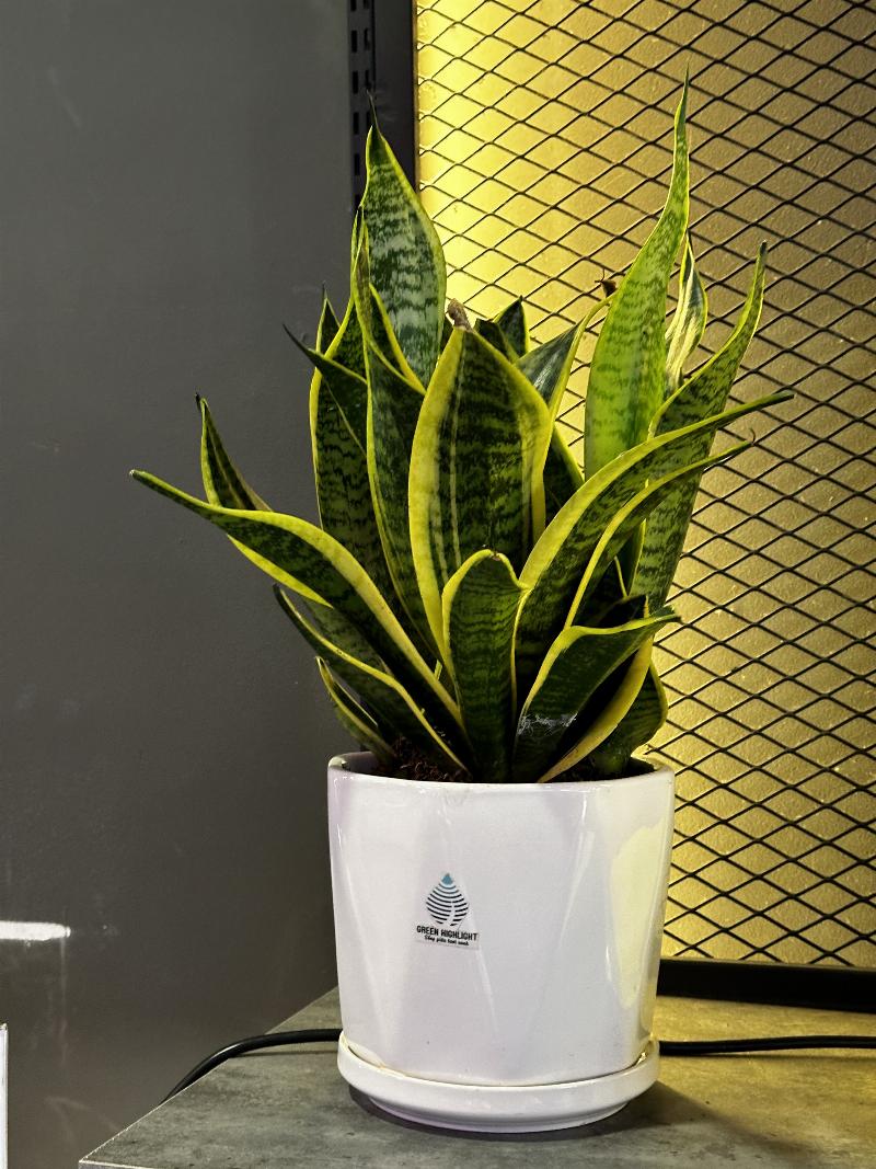 Cây Lưỡi Hổ Có Tác Dụng Gì? Lợi Ích, Cách Chăm Sóc Và Những Điều Cần Biết 2 Hinh anh cay luoi ho loc khong khi hieu qua