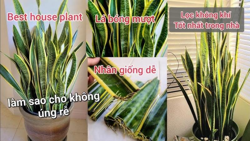 Cây Lưỡi Hổ Có Tác Dụng Gì? Lợi Ích, Cách Chăm Sóc Và Những Điều Cần Biết 3 Huong dan cham soc cay luoi ho de cay luon xanh tot