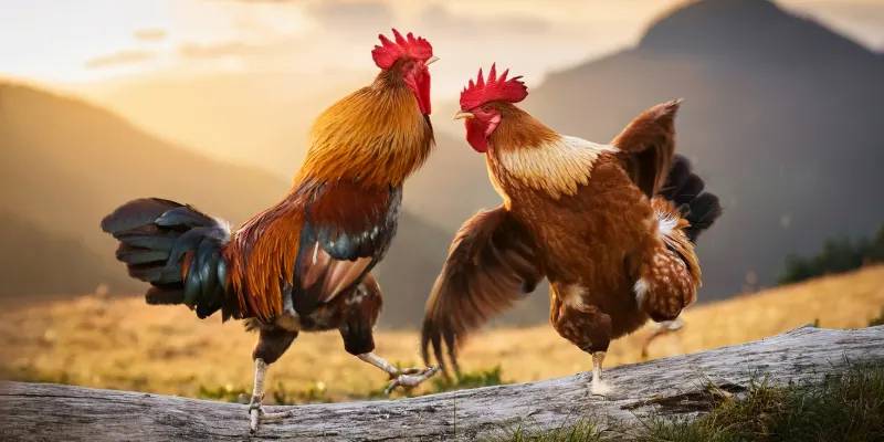 Cách Chọn Gà Đá Chuẩn - Hướng Dẫn Nuôi, Chọn Giống & Mẹo Chăm Sóc Gà Chiến 2 image1 1