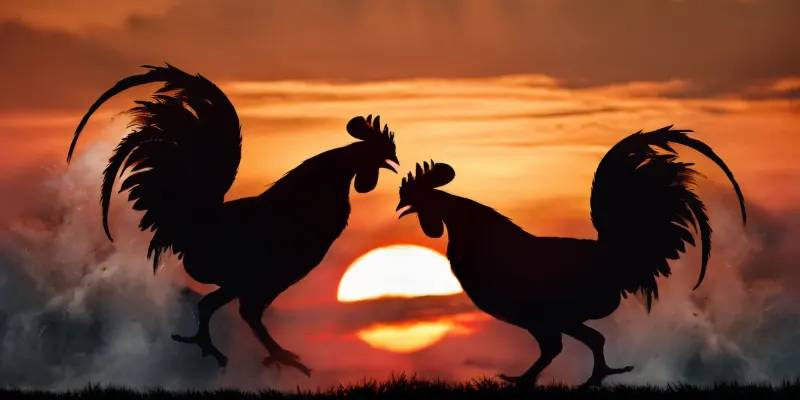 Cách Chọn Gà Đá Chuẩn - Hướng Dẫn Nuôi, Chọn Giống & Mẹo Chăm Sóc Gà Chiến 4 image4 1