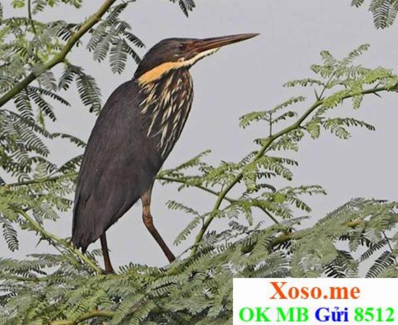 Mơ Thấy Vàng Đánh Con Gì: Giải Mã và Chọn Số May Mắn 3 Mơ Thấy Nhiều Vàng: Điềm Báo và Con Số May Mắn