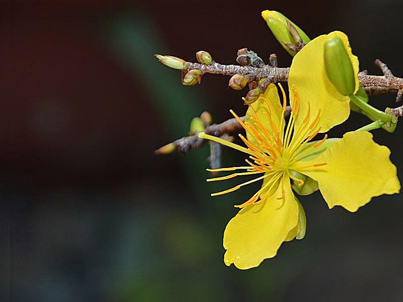Trang trí Bàn Thờ Tết: Nét Đẹp Tâm Linh Và Văn Hóa Ngày Xuân 3 Chuẩn bị vệ sinh bàn thờ tết theo phong tục cổ truyền